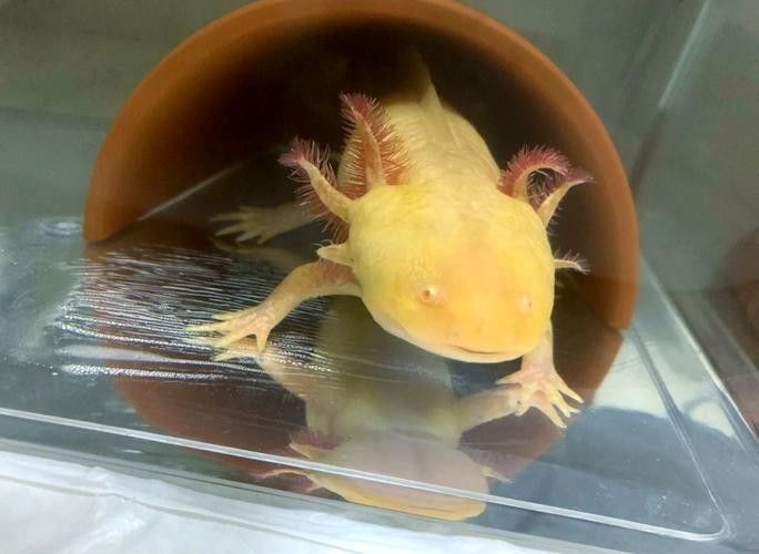 能分享一些六角龍魚的飼養技巧嗎（六角恐龍的飼養技巧）