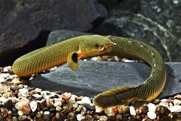 哪種恐龍魚品種最溫和？