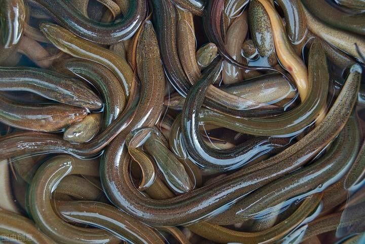 龍魚和鯉魚能混養嗎圖片大全(鯉魚和龍在一起寓意)（龍魚和鯉魚能不能混養）