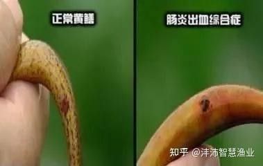龍魚和鯉魚能混養嗎圖片大全(鯉魚和龍在一起寓意)（龍魚和鯉魚能不能混養）