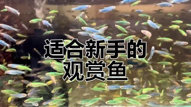 推薦一些更適合新手混養的魚種（這5種“懶人觀賞魚”）