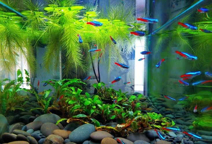 推薦一些更適合新手混養的魚種（這5種“懶人觀賞魚”）