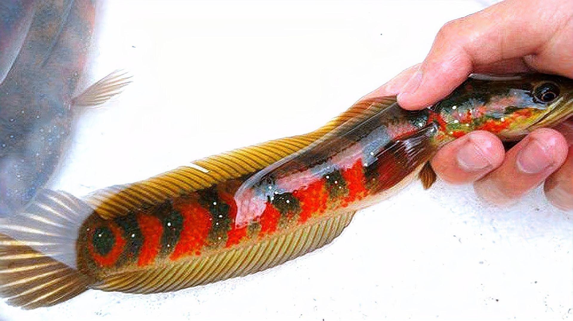 推薦一些更適合新手混養的魚種（這5種“懶人觀賞魚”）
