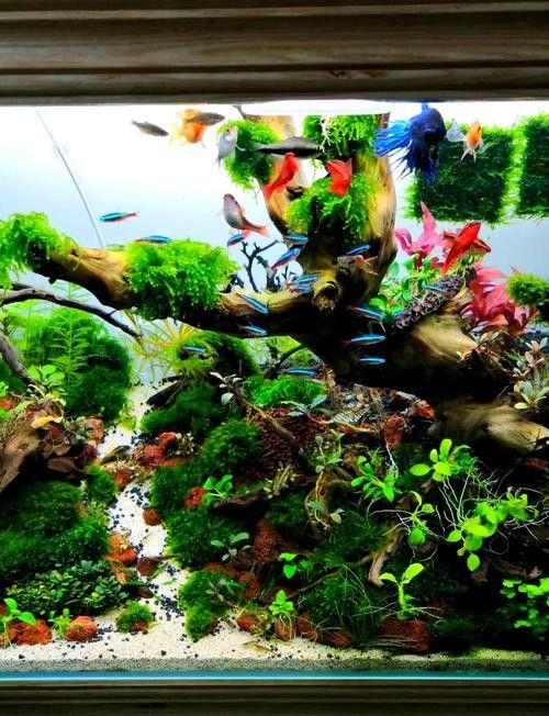 推薦一些更適合新手混養的魚種（這5種“懶人觀賞魚”）
