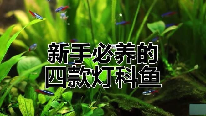 推薦一些更適合新手混養的魚種（這5種“懶人觀賞魚”）