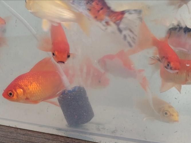 推薦一些更適合新手混養的魚種（這5種“懶人觀賞魚”）