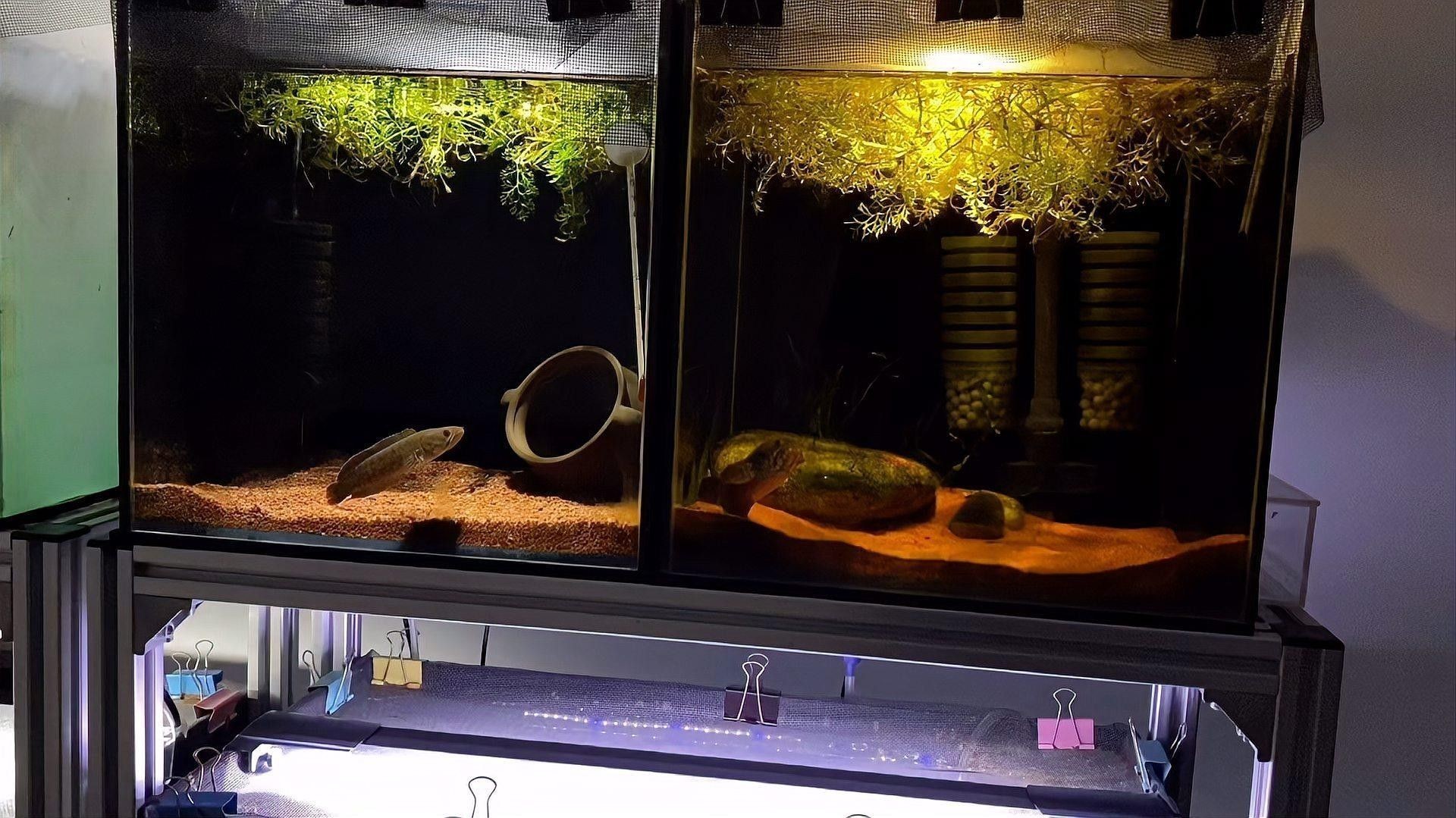 七彩雷龍魚繁殖季節是什么時候？（七彩雷龍魚的繁殖季節）