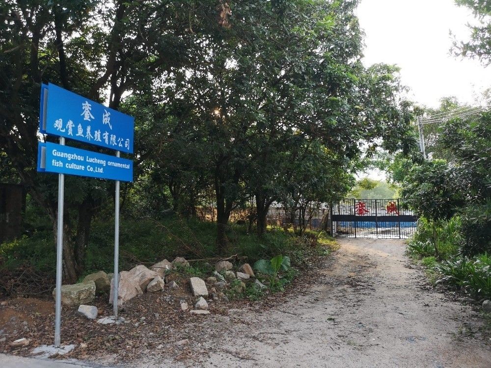 嘉禾龍魚（嘉禾龍魚是什么）