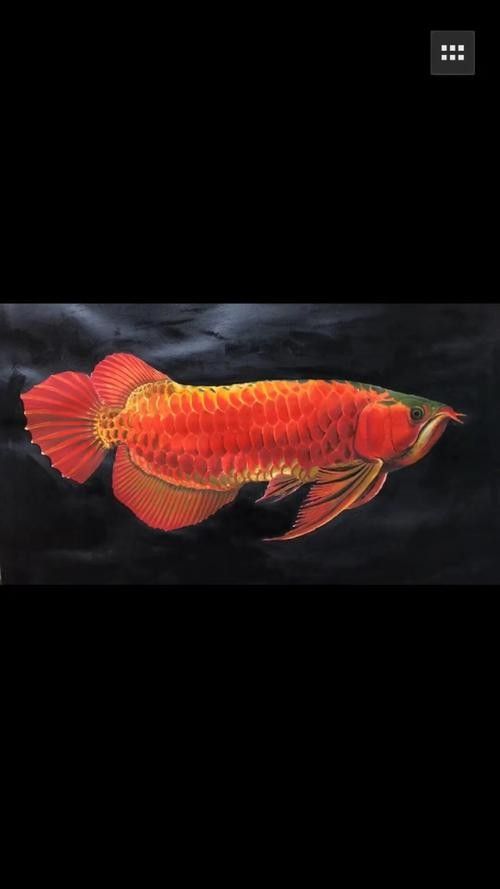 紅龍魚壁紙有哪些主題？（常見的紅龍魚壁紙主題：自然景觀、神話傳說、動物或抽象藝術）
