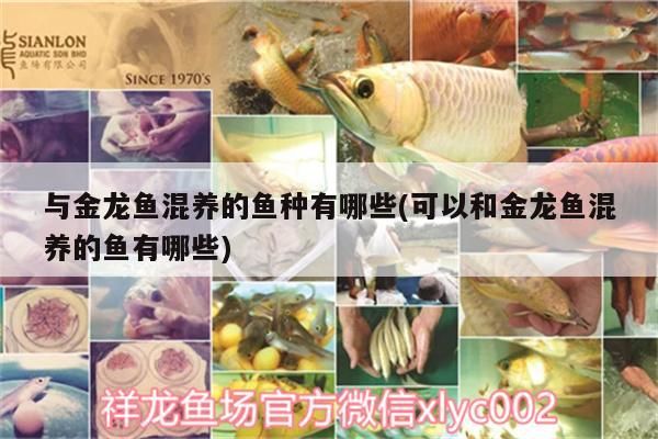 與金龍魚(yú)混養(yǎng)的魚(yú)種有哪些(可以和金龍魚(yú)混養(yǎng)的魚(yú)有哪些)