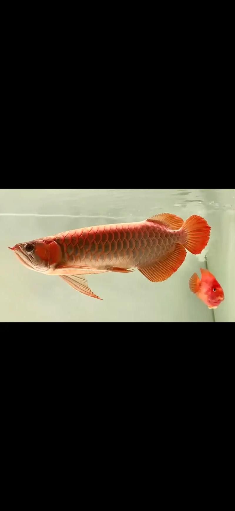 紅龍魚壁紙有哪些主題？（常見的紅龍魚壁紙主題：自然景觀、神話傳說、動物或抽象藝術）