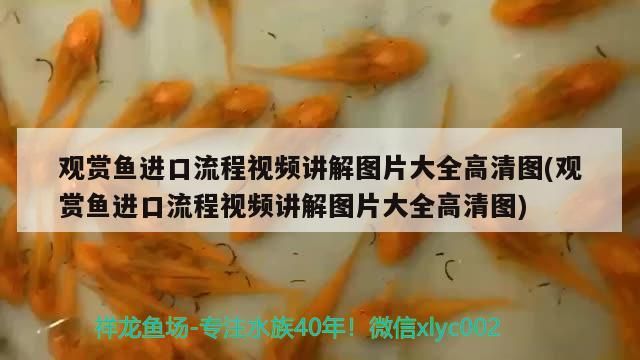 龍魚和海水魚能混養嗎(龍魚與龍魚混養技巧)（龍魚可以和其他種類的魚混養不？）