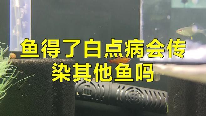 龍魚身上有白色絮狀物會傳染其他魚嗎
