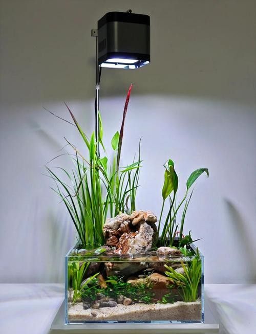 有哪些植物可以放在混養缸里（混養缸中適合放在混養缸中的植物：燈心草金魚藻金魚藻）