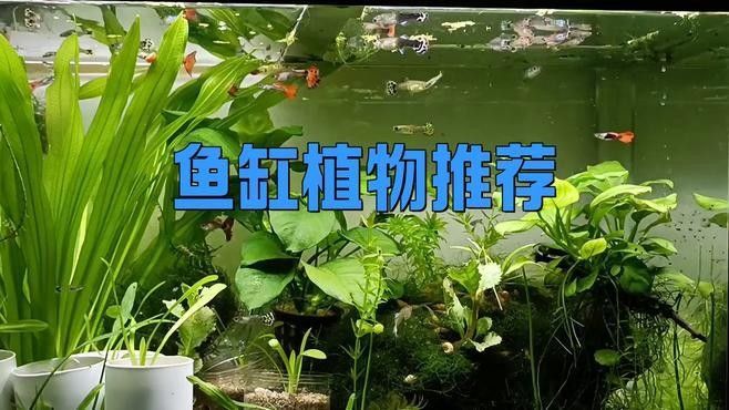 有哪些植物可以放在混養缸里（混養缸中適合放在混養缸中的植物：燈心草金魚藻金魚藻）