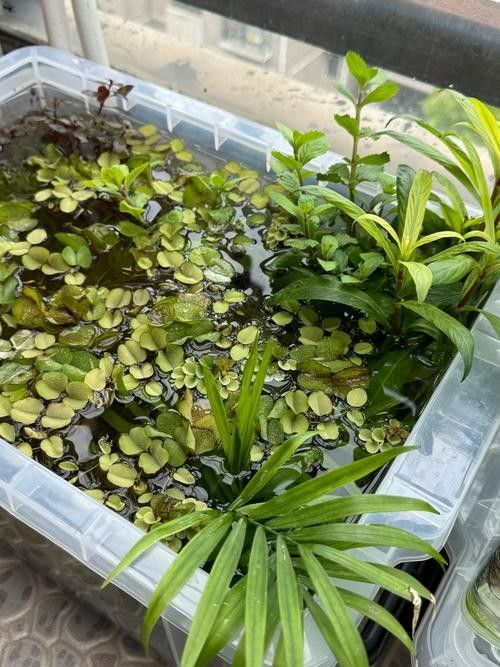 有哪些植物可以放在混養缸里（混養缸中適合放在混養缸中的植物：燈心草金魚藻金魚藻）