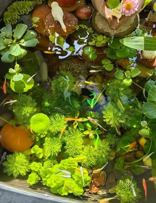 有哪些植物可以放在混養缸里（混養缸中適合放在混養缸中的植物：燈心草金魚藻金魚藻）