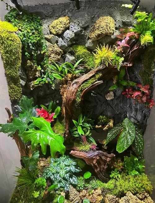 有哪些植物可以放在混養缸里（混養缸中適合放在混養缸中的植物：燈心草金魚藻金魚藻）