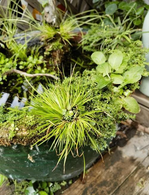 有哪些植物可以放在混養缸里（混養缸中適合放在混養缸中的植物：燈心草金魚藻金魚藻）