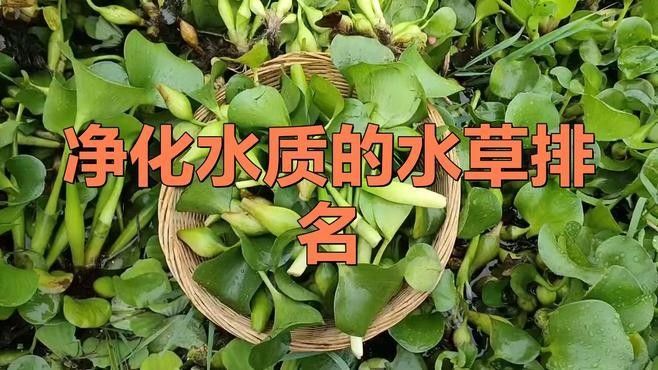 有哪些植物可以放在混養缸里（混養缸中適合放在混養缸中的植物：燈心草金魚藻金魚藻）