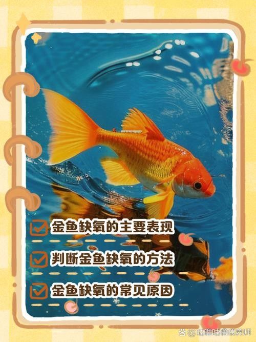 金龍魚不打氧能活多久？（金龍魚不打氧能活多久）