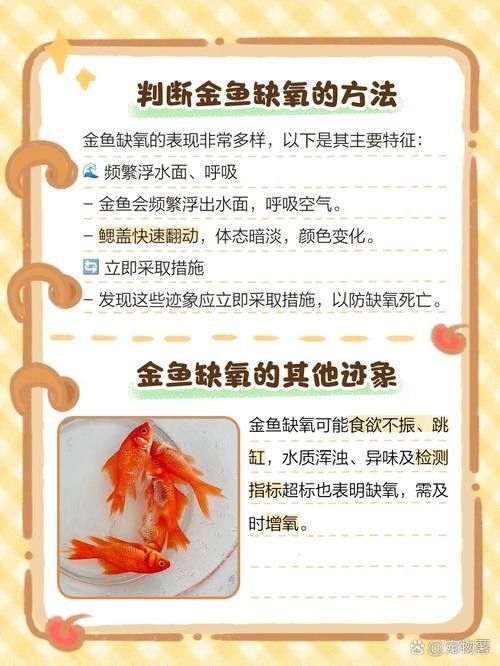 金龍魚不打氧能活多久？（金龍魚不打氧能活多久）