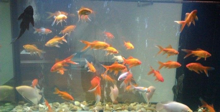 德國伊罕魚缸清潔