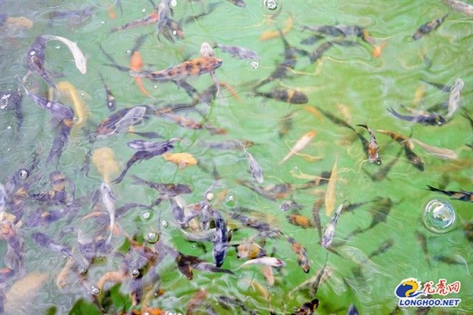 有沒有推薦的南京龍魚養(yǎng)殖場？（南京龍魚養(yǎng)殖場）