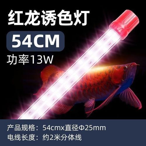 龍魚燈什么顏色好看又實用（龍魚燈的養魚大全對于營造氛圍和提升白燈度至關重要）