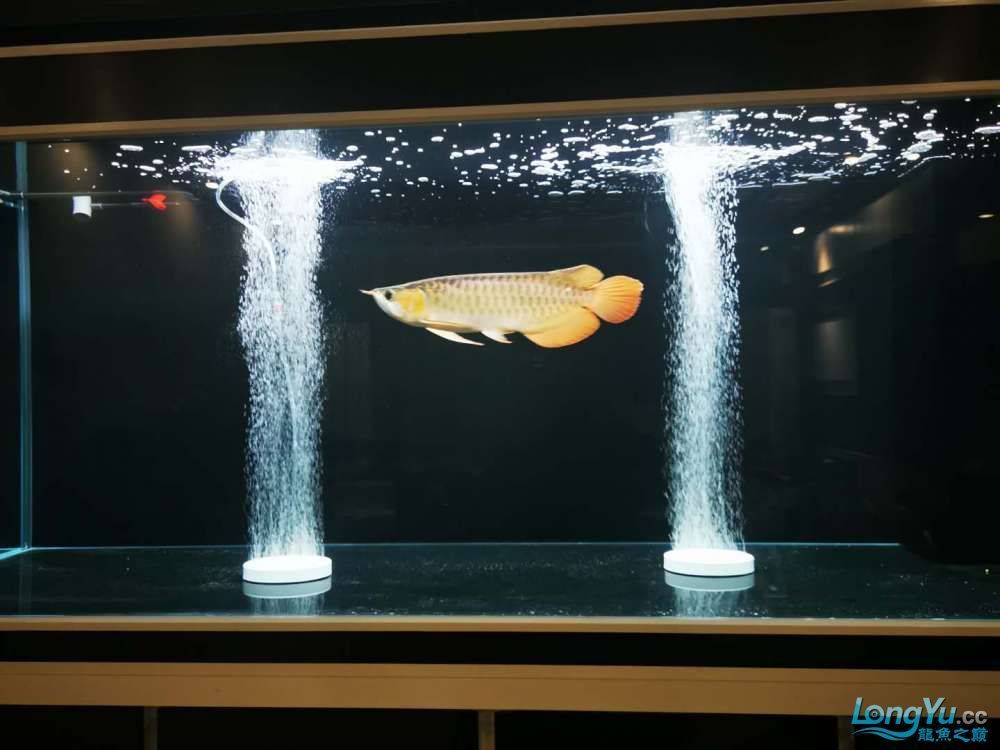 龍魚受驚嚇趴缸怎么辦(龍魚受到驚嚇后如何恢復(fù)狀態(tài))（龍魚受驚嚇趴缸怎么辦）