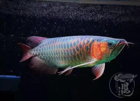 20cm的魚缸可以放龍睛嗎（20cm的魚缸可以放龍睛嗎圖片）（20cm的魚缸可以養殖龍睛嗎）