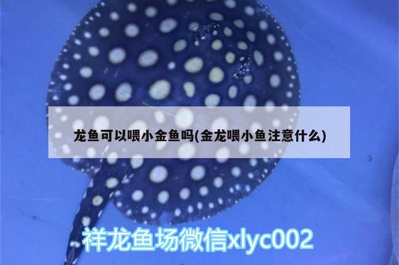 龍魚可以喂小金魚嗎(金龍喂小魚注意什么)（祥龍魚可以喂小金魚嗎，龍魚可以喂小金魚嗎）