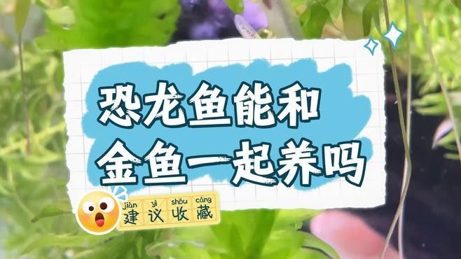 紅眼恐龍魚能混養嗎（紅眼恐龍魚混養需要注意什么？）
