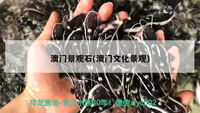 金龍魚老板(金龍魚老板祖籍)（金龍魚的老板是誰？）
