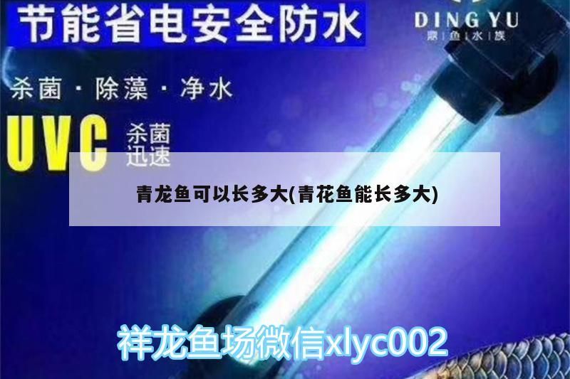 青龍魚可以長(zhǎng)多大(青花魚能長(zhǎng)多大)