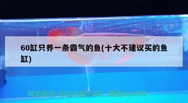 60缸只養(yǎng)一條霸氣的魚(十大不建議買的魚缸)（60缸只養(yǎng)一條霸氣的魚缸)十大不建議買的魚缸)）