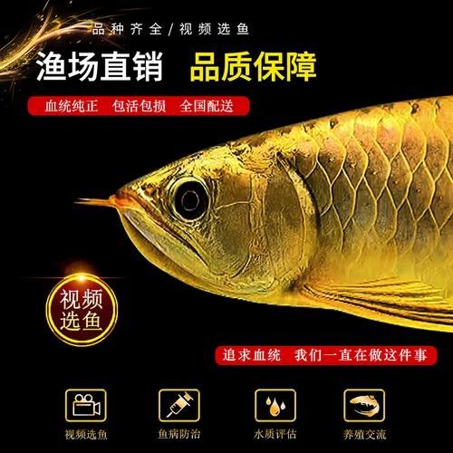 古典藍龍魚的價格是多少？（古典藍龍魚的價格是多少古典藍龍魚的最大尺寸是多少）