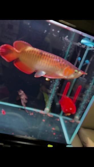 哪里可以找到稀有紅龍魚圖片（如何找到稀有紅龍魚圖片） 哪里可以找到稀有紅龍魚圖片（如何找到稀有紅龍魚圖片） 龍魚百科 第24張
