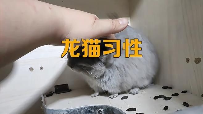 雙養龍貓需要幾個躲避屋