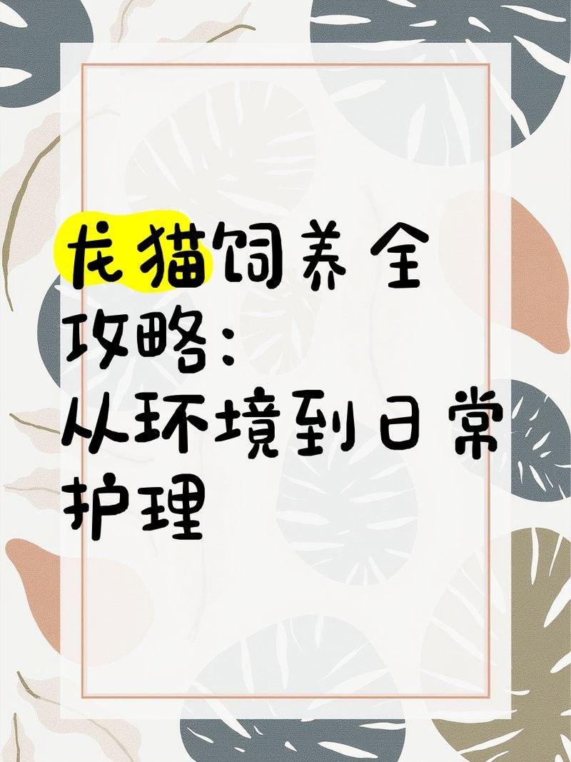 雙養龍貓需要幾個躲避屋