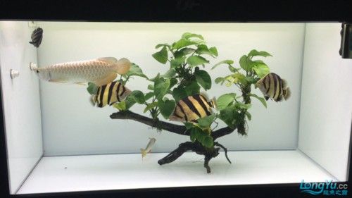 龍鳳錦鯉大魚(yú)怎么養(yǎng)活(龍鳳錦鯉好養(yǎng)活嗎)（龍鳳錦鯉大魚(yú)怎么養(yǎng)活） 龍鳳錦鯉大魚(yú)怎么養(yǎng)活(龍鳳錦鯉好養(yǎng)活嗎)（龍鳳錦鯉大魚(yú)怎么養(yǎng)活） 觀賞魚(yú)百科 第11張