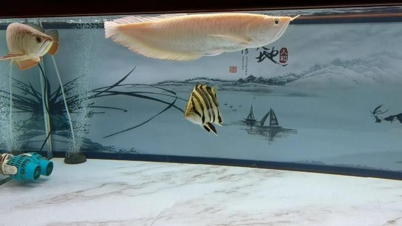 龍鳳錦鯉大魚(yú)怎么養(yǎng)活(龍鳳錦鯉好養(yǎng)活嗎)（龍鳳錦鯉大魚(yú)怎么養(yǎng)活） 龍鳳錦鯉大魚(yú)怎么養(yǎng)活(龍鳳錦鯉好養(yǎng)活嗎)（龍鳳錦鯉大魚(yú)怎么養(yǎng)活） 觀賞魚(yú)百科 第10張