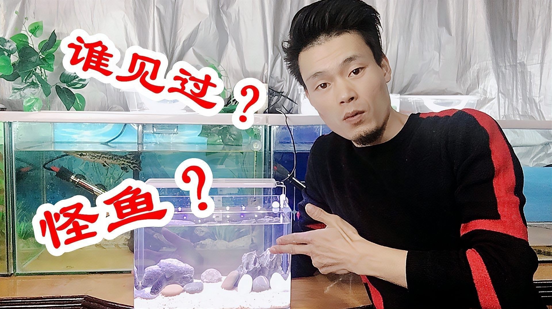 德州豹魚(yú)混養(yǎng)需要多大的魚(yú)缸？（德州豹怎么飼養(yǎng)才能養(yǎng)活萌寵好樂(lè)園）
