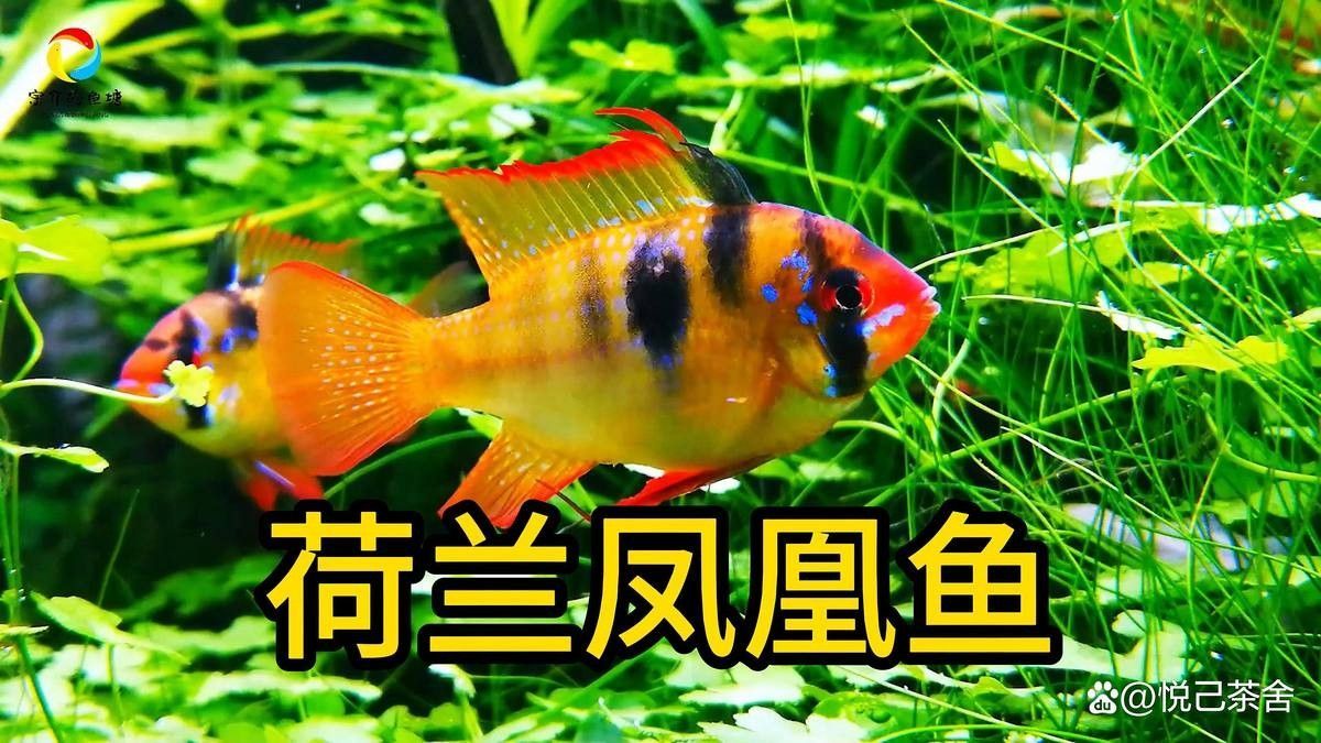 如何預(yù)防飛鳳魚疾??？（觀賞魚世界，飛鳳魚的飼養(yǎng)指南與注意事項詳解）