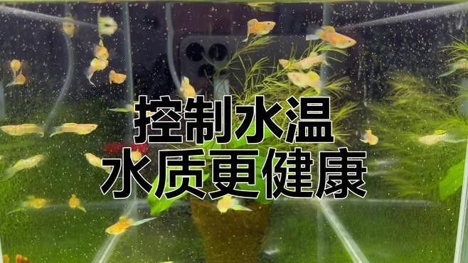 如何預(yù)防飛鳳魚疾?。浚ㄓ^賞魚世界，飛鳳魚的飼養(yǎng)指南與注意事項詳解）