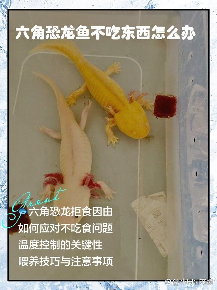 恐龍魚拒食怎么辦？（六角恐龍魚不吃東西怎么辦小周聊寵物恐龍魚不吃東西怎么辦）