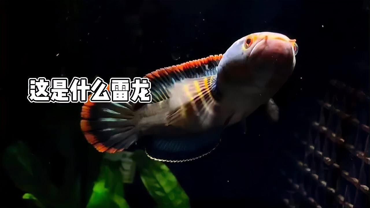 紅龍魚外寄治療需要多長時間（紅龍魚外寄治療的時間因個體差異和病情嚴重程度而異）