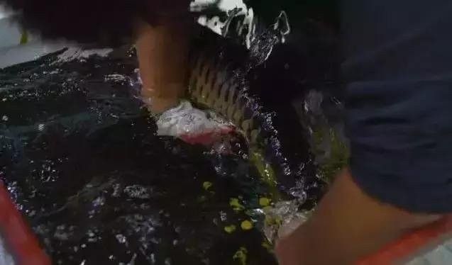 龍魚兜嘴手術風險大嗎？（關于龍魚兜嘴手術的一些要點）