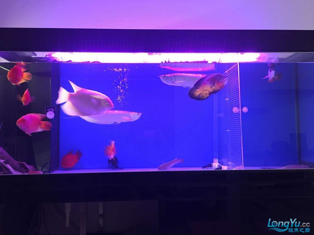 四海水族泰國貿易邀你來拼魚+無聊的招財（四海水族泰國貿易邀你來拼魚+無聊招財）