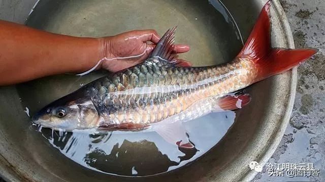 瀾滄江龍魚有哪些品種（瀾滄江龍魚品種詳解：瀾滄江龍魚的品種繁多）